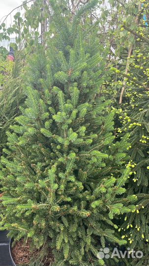 Перегной готовый,чернозем рыхлый,доставлю,зил 5т