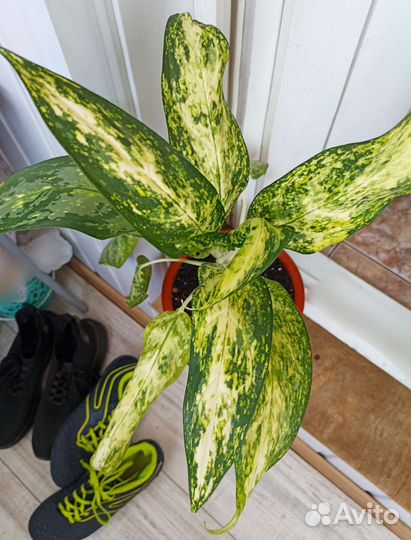 Аглаонема 60 см сортовая