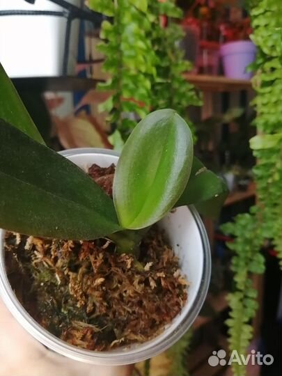 Орхидея Грандифлора Биг Лип Miki White Swan '00'