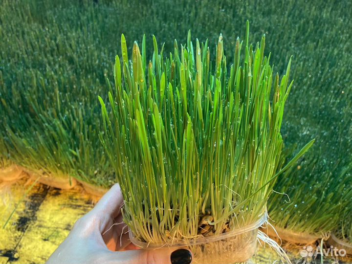 Овес пророщенный