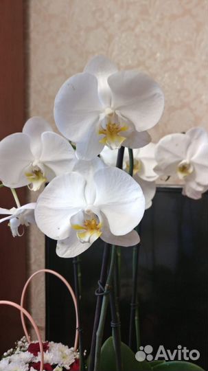 Орхидея фаленопсис бабочка