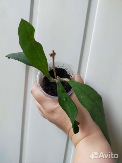 Хойя Lata iskandar clone A