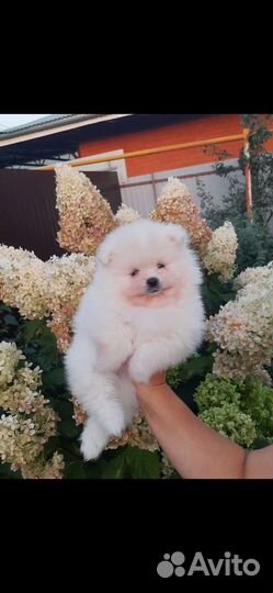 Померанский шпиц