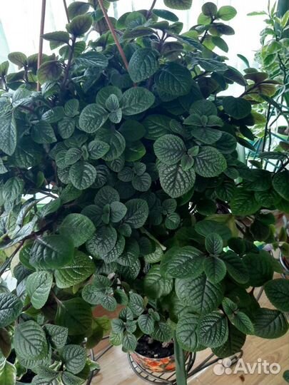 Плектрантус (домашняя мята)