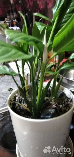 Спатифиллум