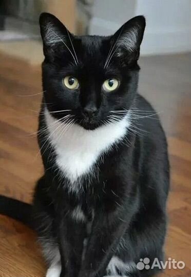 Кот Бегемот (кошки)