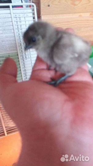 Цыплята разных пород подрощенные