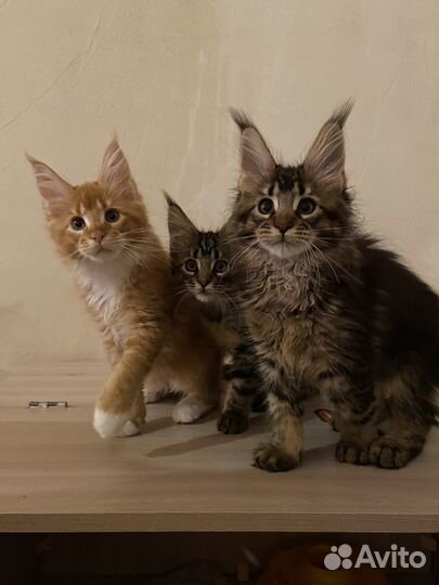 Котята мейн-кун