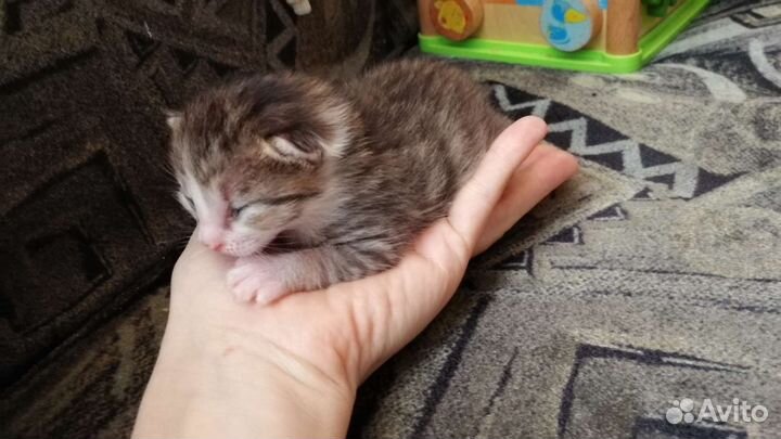Котенок в дар