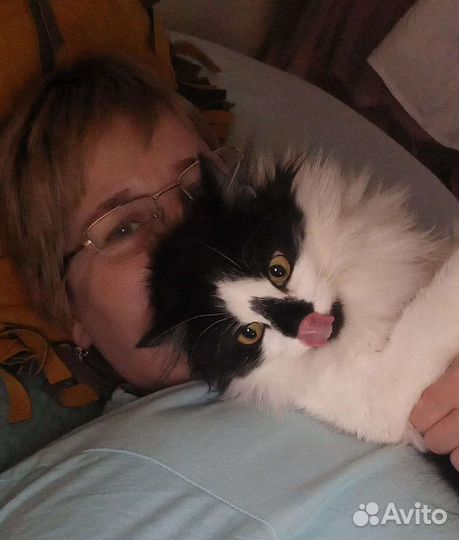 Кошка Мила 1 год стерилизована