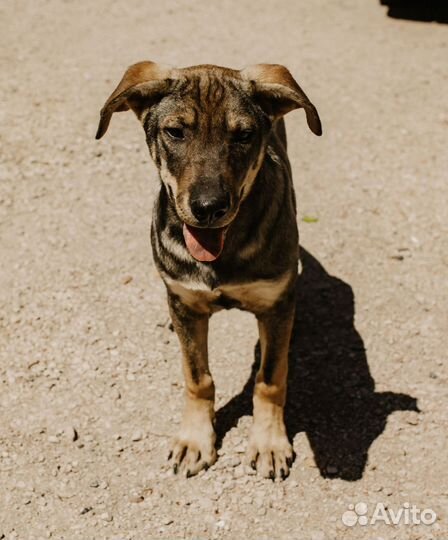 Щенок 4 месяца