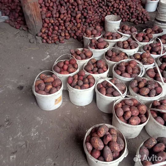 Продам картофель семянной