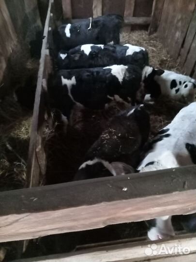 Телёнок, 2-3 месячные. Большие 1,5 месяц