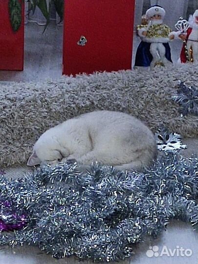 Кошка британская шиншилла в дар