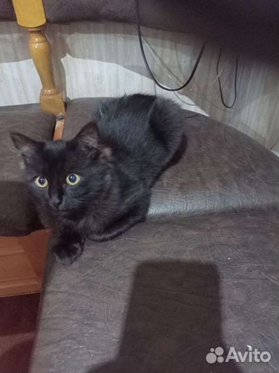 Котёнок мальчик