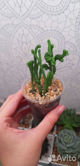 Суккуленты (Часть 1)