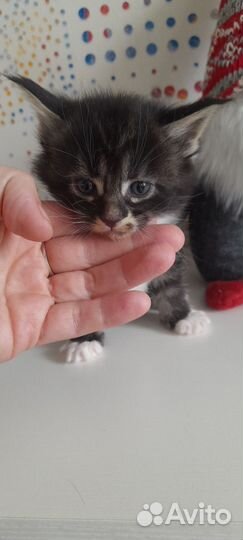 Котята мейн-кун