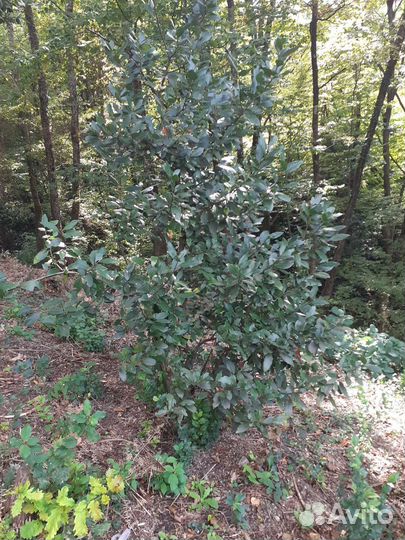 Лавровый лист