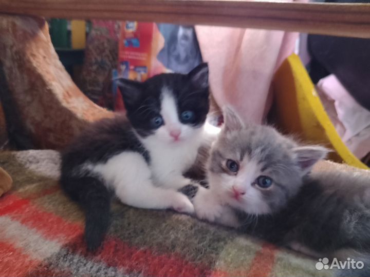 Котята в добрые руки