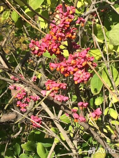 Саженец бересклета европейского Red Cascade