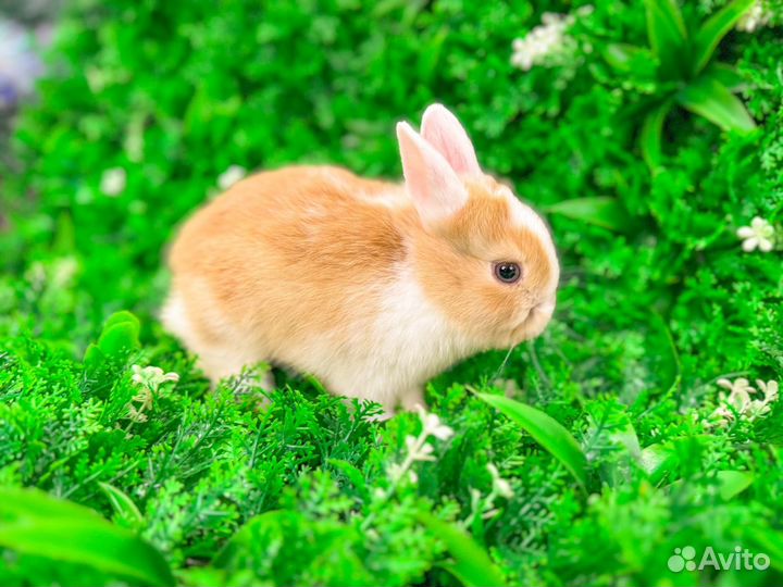 Карликовый кролик - вислоухий мини