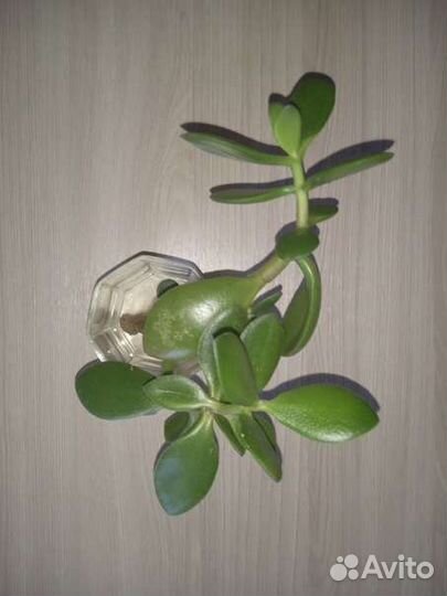 Отдам даром цветы