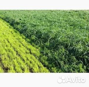 Газон от производителя