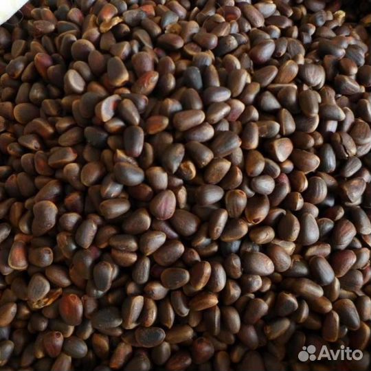 Кедровый орех, шишка оптом