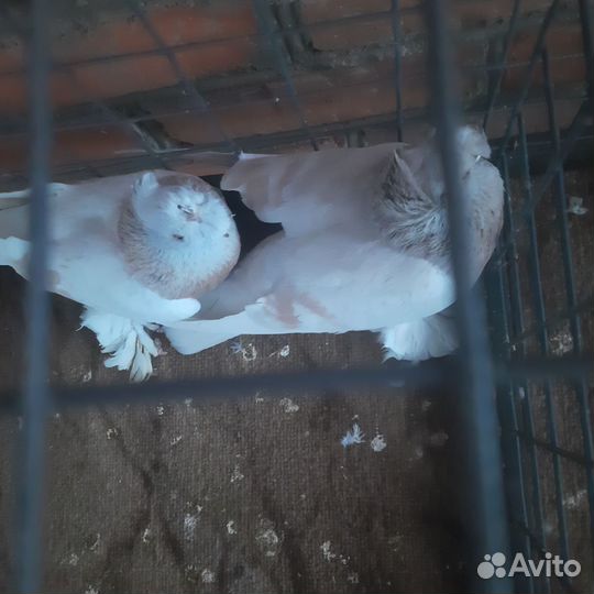 Голуби узбеки