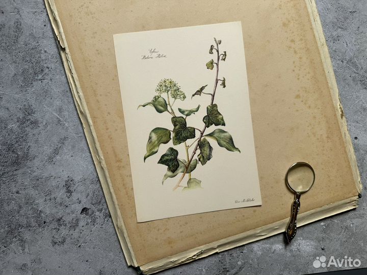 Ботанические литографии Германия