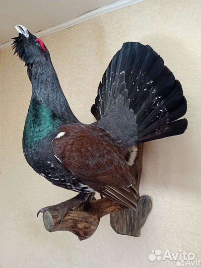 Глухарь чучело