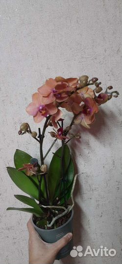 Орхидея Бользано