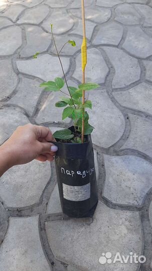 Клематис Парадизо