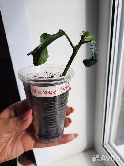 Гибискус сортовой Marianne Charlton