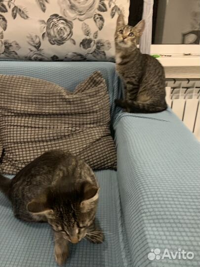 Кошка в дар бесплатно