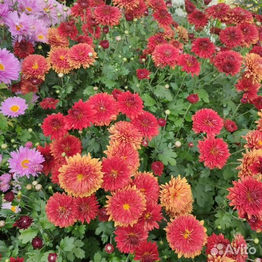 Хризантемы летние