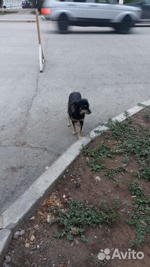 Собака бесплатно в добрые руки
