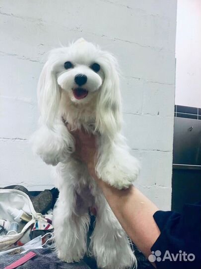 Груминг. Стрижка собак/кошек