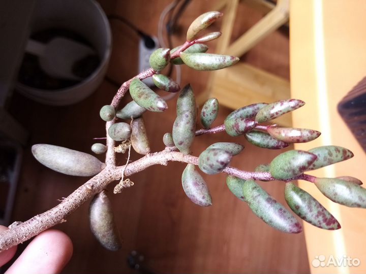 Adromischus filicaulis super Red Succulents