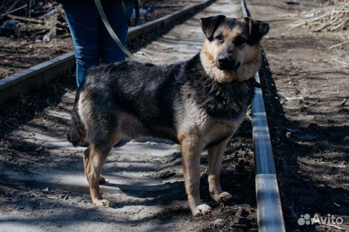 Собака Клякса в добрые руки