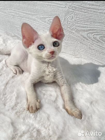 Разноглазый девон рекс