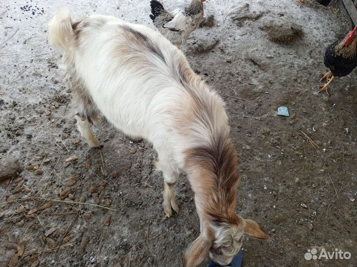 Козел зааненский