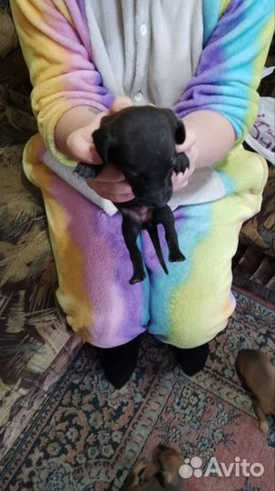 Щенки таксы