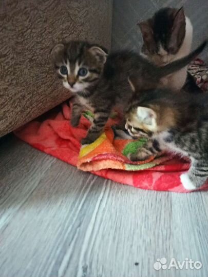 Вислоухая кошечка