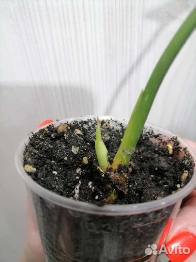 Аглаонема Мария