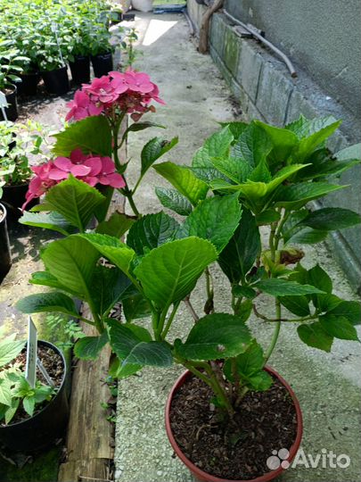 Гортензия крупнолистная