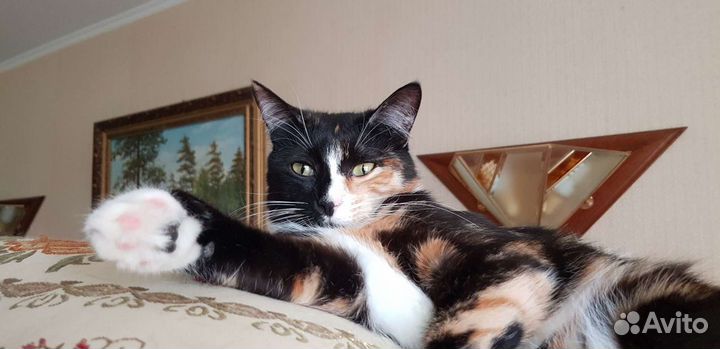 Кошка трехцветка Бонечка 1.5года стерилизованна