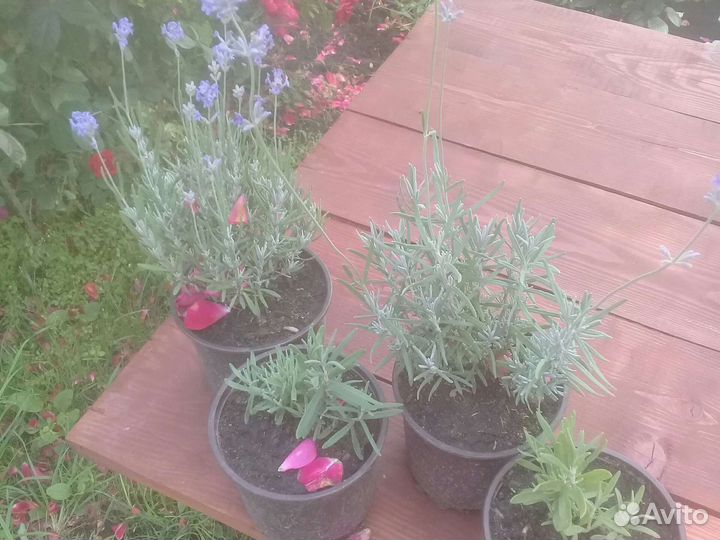 Лаванда саженцы