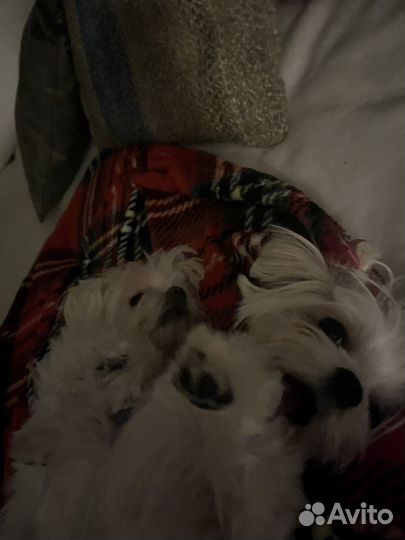 Выгул собак