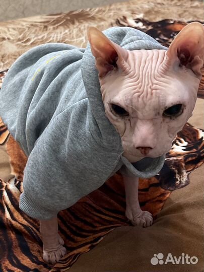 Худи для кошек